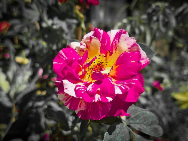 Photo vibrant pink and white bicolor rose png high resolution