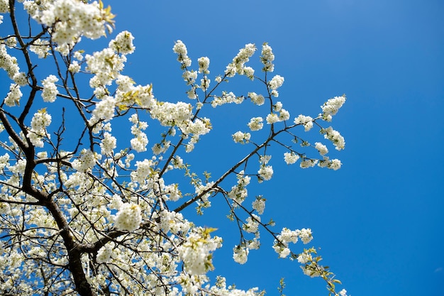 夏の青空を背景に自然の中で屋外に咲く活気に満ちた梅の花春の午後に咲く白い花で覆われた枝外の植物の詳細