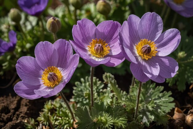 Foto i fiori vivaci dell'anemone viola sono una natura morta