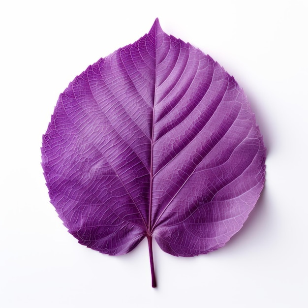 白い背景の鮮やかな紫の葉 日本の芸術的なスタイル