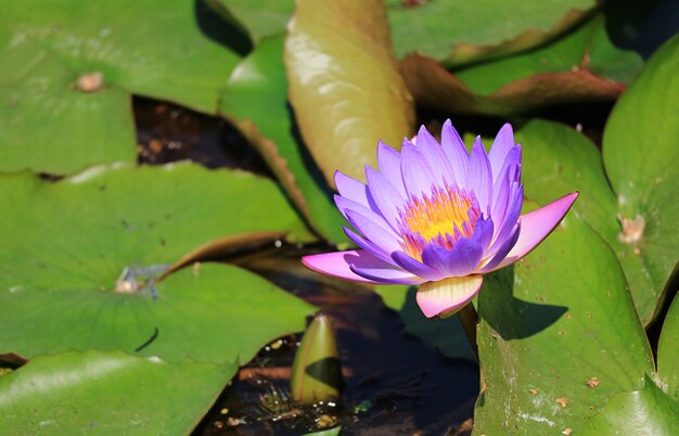 日光の下で咲く鮮やかな紫色の蓮の花