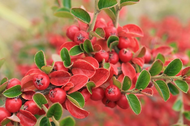 Vibrant Red Berries Shrub in the Sunlight of Patagonia Town of El Calafate Argentina