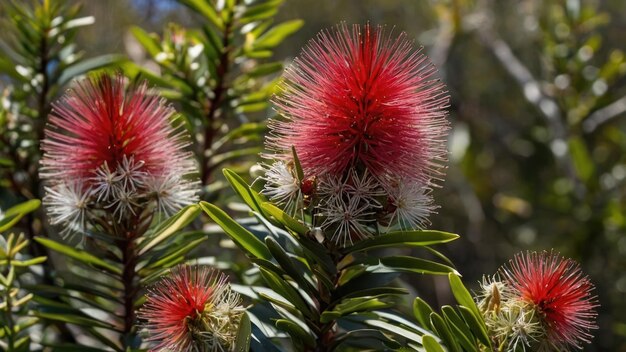 写真 鮮やかな赤いボトルブラッシュの花