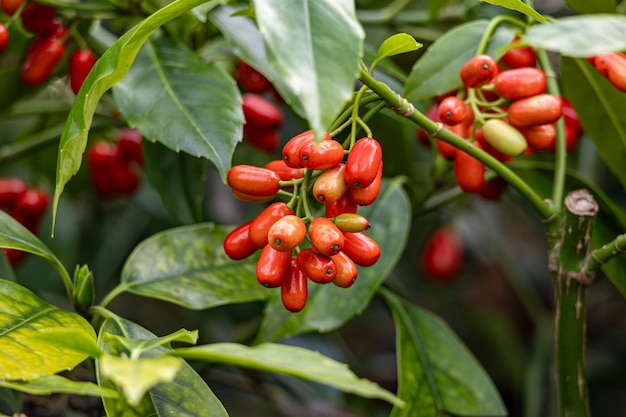 Photo vibrant red cornelian cherries ripening on a green branch in daylight