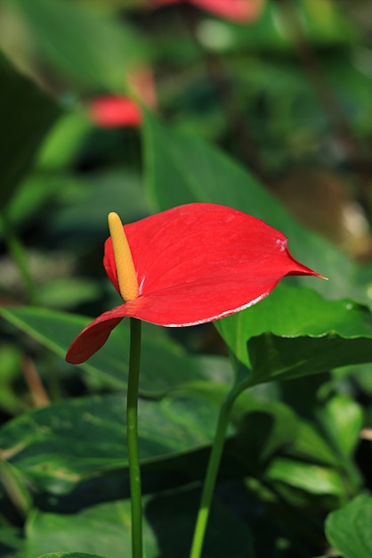 日光の下で鮮やかな赤いフラミンゴの花