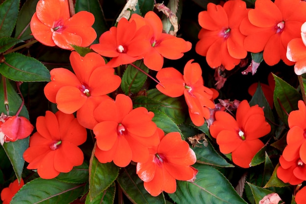 Vibrant red flowers 