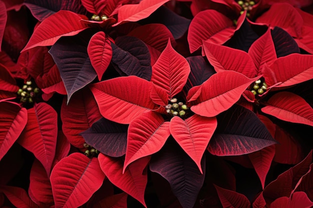 Vibrant red poinsettias on display at a holiday market