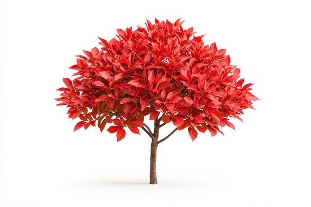 a vibrant red tree with lush foliage stands alone against a white background showcasing stunning autumn colors and natural beauty