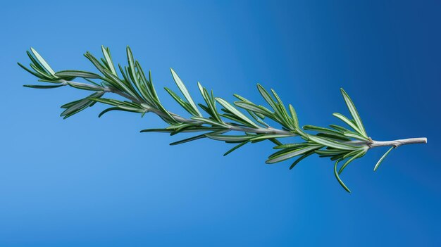 Photo vibrant rosemary sprig isolated