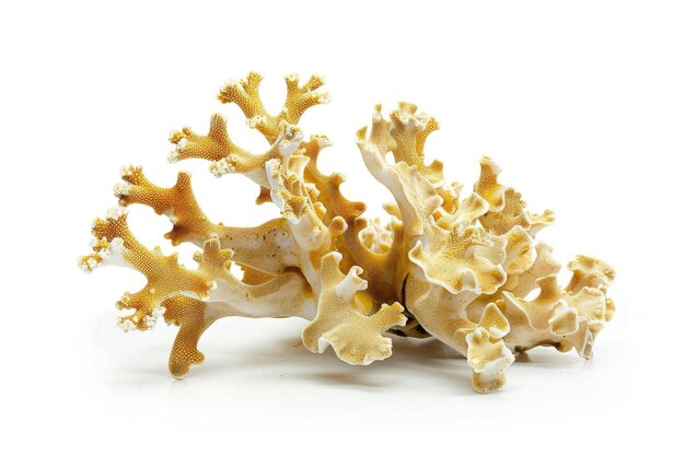 색에 분리 된 활기찬 Staghorn Porites 산호