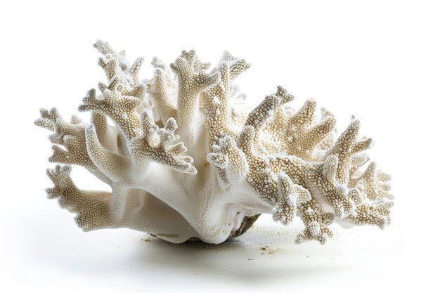 Vibrant Staghorn Porites coral isolated on white