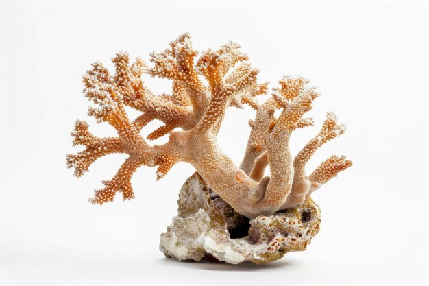 Vibrant Staghorn Porites coral isolated on white