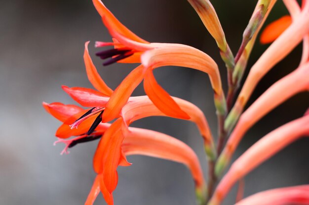 Foto vibrante fiore d'estate watsonia gambo watsonia pillansii