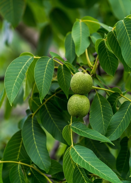 Photo vibrant tree with lush green leaves a tree filled with lots of green leaves