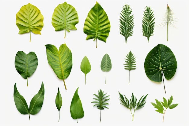 Foto vibrant tropical leaves isolated png file aspect ratio 32