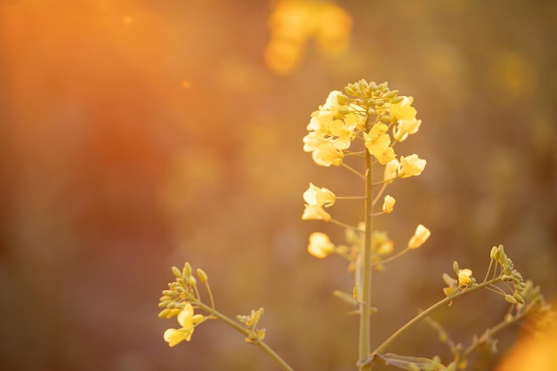 鮮やかな黄色の菜の花の花、自然の美しさをクローズ アップ