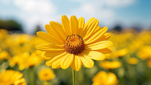 Vibrant yellow daisy blossom in nature meadow a summer