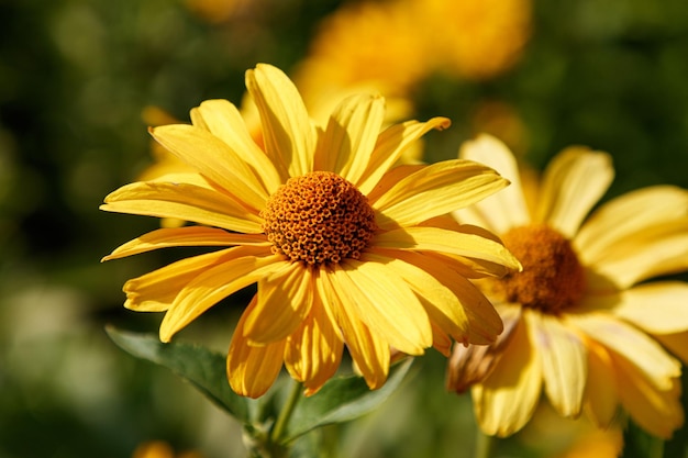 Vibrant yellow false sunflower stands out against a backdrop of lush green foliage