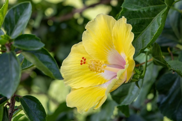 庭 の 背景 に 茂る 緑 の 茂み に 対し て,活気 の ある 黄色い ヒビスカス の 花 が く