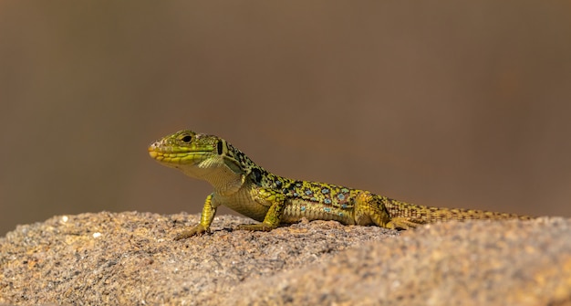 Vibrantly colored lizard in its natural habitat