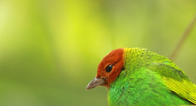 Vibrantly colored tropical bird bay headed bay headed tanager tangara gyrola in cloudy forest