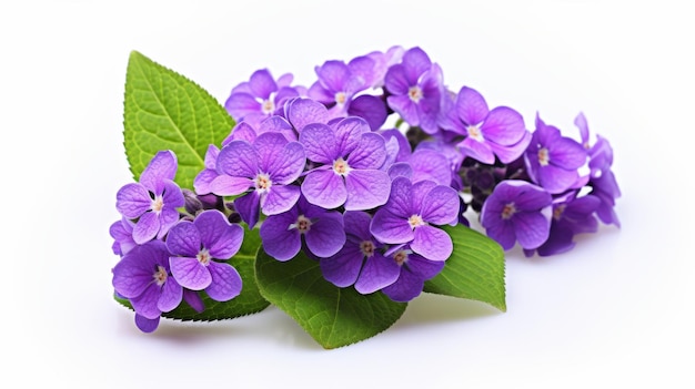 Vibrerende Heliotrope Blossom op witte achtergrond