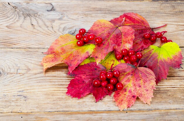 Viburnum autumn leaves of red-yellow color.