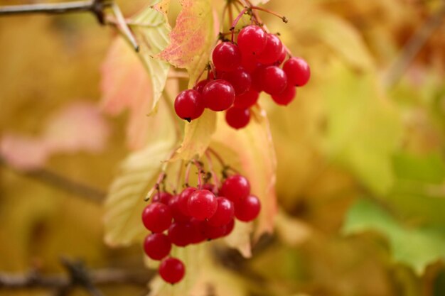 Viburnum berries on bushes in autumn Gilaburu