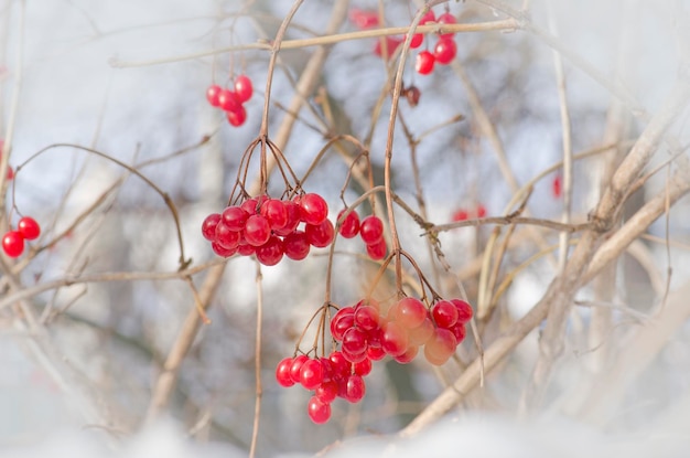 Viburnum berries outdoor Branch of viburnum