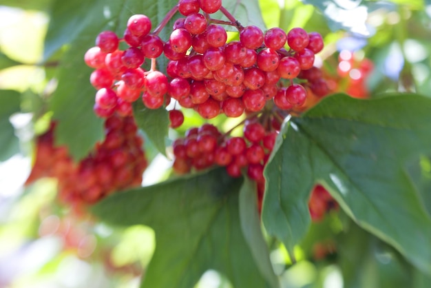 Viburnum berries