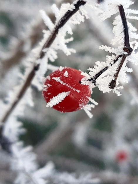 Photo viburnum berry in frost closeup