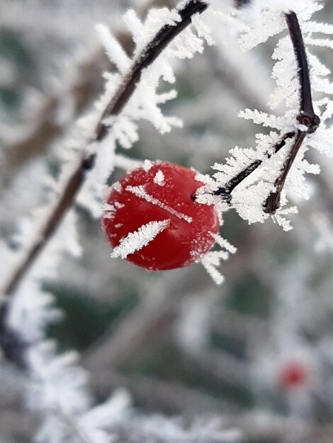 사진 비버넘 베리 (viburnum berry) 가 얼음에서 근접 촬영