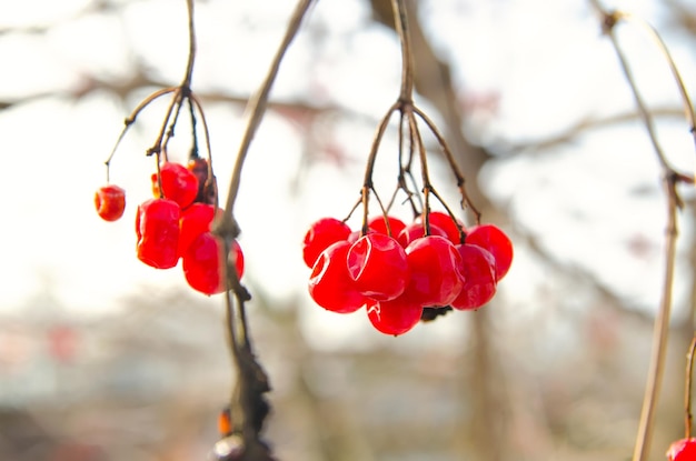 Viburnum berry