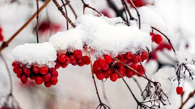 Viburnum-bessen bedekt met sneeuw op de struiken in de winter