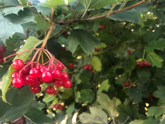 Viburnum bessen close-up