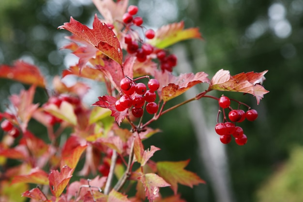 Viburnum bessen