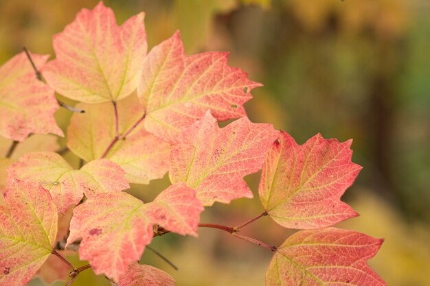 Viburnum branch with red autumn yellow leaves on the blurred background.