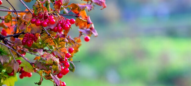 Viburnum branch with red berries on a blurred autumn background