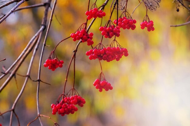 가을의 흐릿한 배경에 붉은 열매가 있는 가막살 나무속 가지