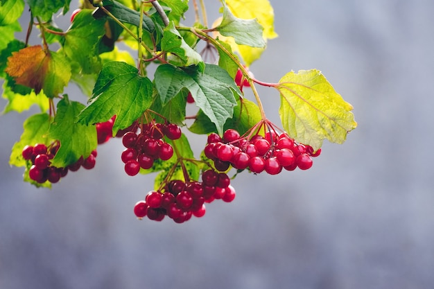 赤い果実と色とりどりの紅葉のガマズミ属の枝