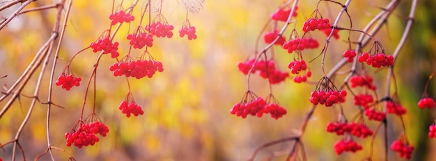 Viburnum branches with red berries against a blurred background in the fall on a sunny day