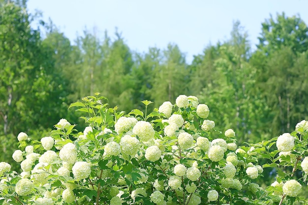 viburnum bulbanesh bloeiwijzen op struiken in de tuin / tuinstruiken van viburnum met witte bloemen zomer uitzicht