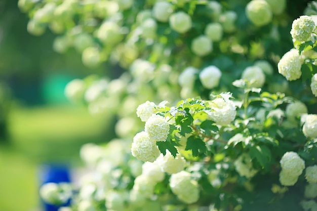 viburnum bulbanesh inflorescences on bushes in the garden / garden bushes of viburnum with white flowers summer view