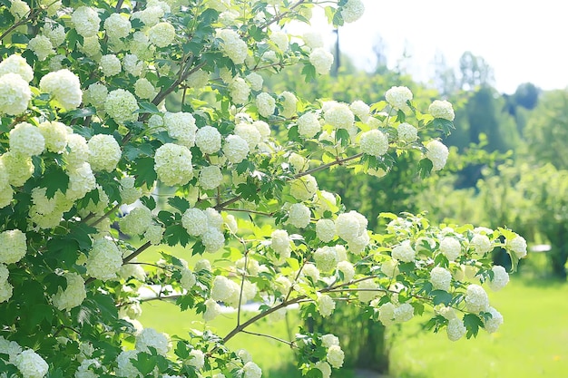 庭の茂みのガマズミ属の木の花序/白い花のあるガマズミ属の木の庭の茂み夏の景色