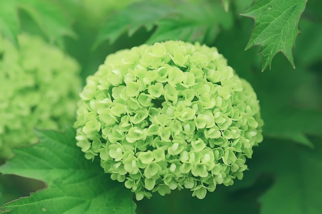 Viburnum buldenezh, fiori rotondi bianchi e verdi, astratto sfondo di fioritura primaverile