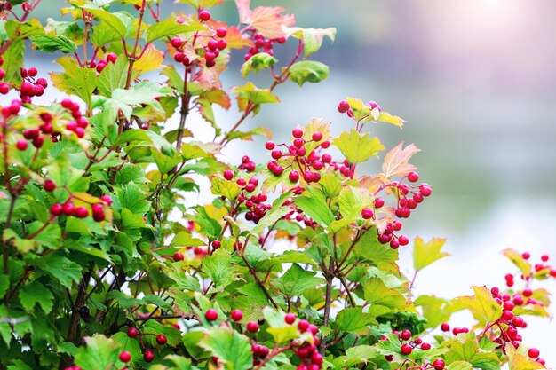 Viburnum bush met rode bessen op een onscherpe achtergrond