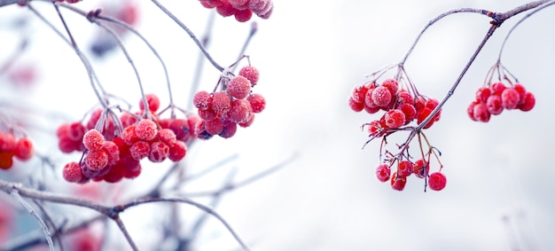 霜で覆われた赤いベリーと枝を持つガマズミ属の木の茂み