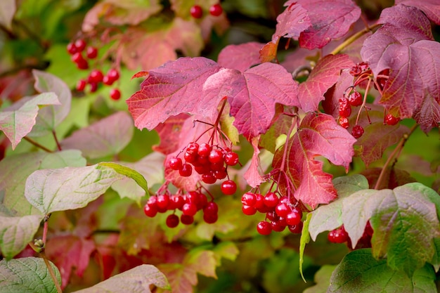 写真 赤いベリーと色とりどりの紅葉のガマズミ属の茂み