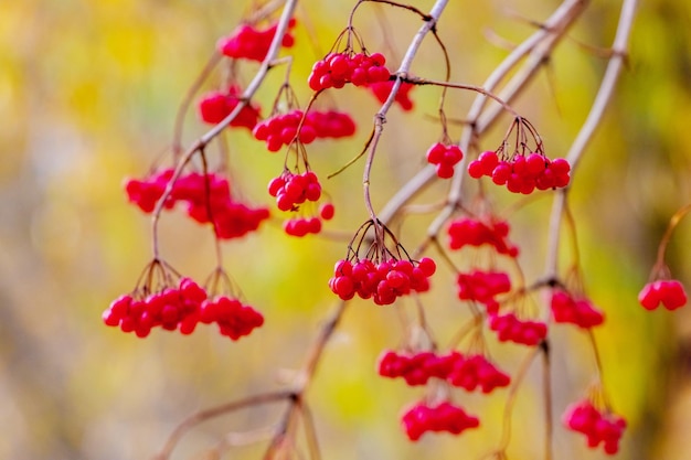 Viburnum bush with red berries on a blurred background in warm colors