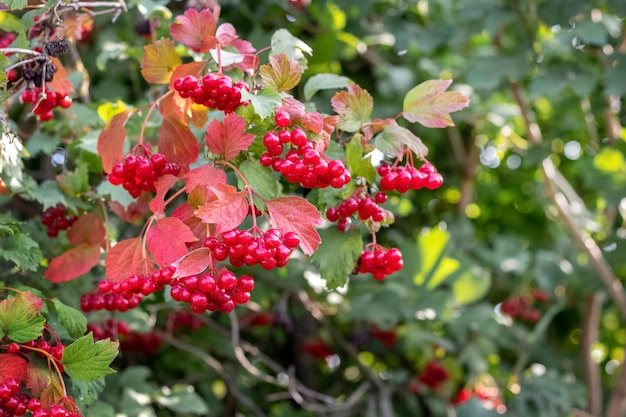 晴れた日に赤い房を持つガマズミ属の木の茂み